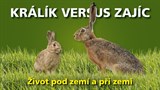 2023/2024 Králík versus zajíc