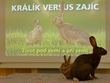 2023/2024 Králík versus zajíc